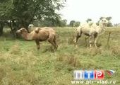 В Приморье поселились монгольские верблюды