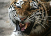 Сбежавшая в Приморье тигрица Роскошь ушла в тайгу, поиски прекращены