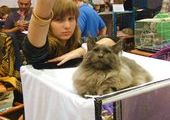 Кошки со всего Приморья съехались на выставку во Владивосток