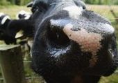 Животных в Приморье вакцинируют против ящуры и чумы