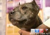 Во Владивостоке заживо похоронили собаку-стаффа