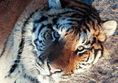 Приморские ученые бьют тревогу: у амурского тигра выявлена чума