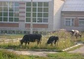 Коровы снова бродят по Славянке