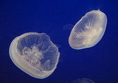 Ядовитые медузы появились у берегов Приморья