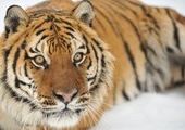 Экологи ловят в Приморье амурского тигра, нападающего на домашний скот