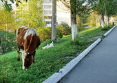 В Приморье планируют построить арестплощадку для коров