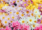 Владивосток украсило 700 тысяч цветов
