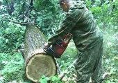 Оперативники задержали в приморском лесу продажного лесничего