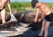 На берегу Амурского залива рыбаки нашли трехметрового марлина