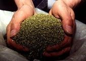 Легализовать марихуану в Приморье предлагают Игорю Шувалову