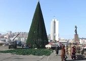 Елку на центральной площади Владивостока установили