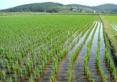Около 77 тысяч тонн риса собрано с полей Приморского края