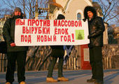 Во Владивостоке призывают не покупать живые елки