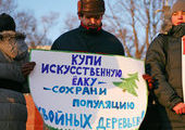 Во Владивостоке призывают не покупать живые елки