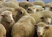 Оспа овец выявлена в Приморском крае