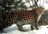 Леопард со спутниковой меткой найден погибшим в Приморье