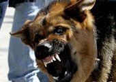 Сотрудники штрафстоянки во Владивостоке спустили на автомобилиста собак