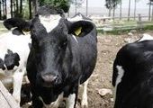 Жители Анучинского района, чтобы спасти своих коров, идут на обман ветеринарной службы