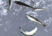 В Приморье из-за морозов начала гибнуть рыба