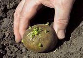 Жителям Приморья советуют не использовать для посадки импортный картофель