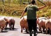 Наркоманов отправляют пасти свиней в Приморье