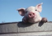 В Приморье приступили к уничтожению опасной свинины