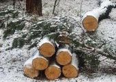 В Приморье черные лесорубы вырубили леса на 10 миллионов рублей