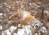 Жителю Приморья вынесли приговор за убийство уссурийского тигра