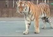 Прогулки тигра по трассе Владивосток-Хабаровск