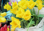К 8 марта через границу в Приморье ввезли 17 тонн цветов