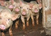Свиноводству Приморья угрожает африканская чума