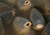 Рыба гибнет в реках Приморья из-за недостатка кислорода