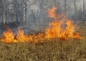 WWF России призывает ввести режим чрезвычайной ситуации в Хасанском районе
