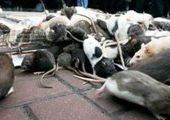 Владивосток отдают на съедение крысам?