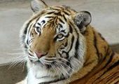 Тигр вышел на трассу в 1,5 км от города Фокино в Приморье