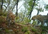 Постановлением Правительства РФ в Приморье создан национальный парк «Земля леопарда»!