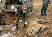 В Приморье найден мертвым тигр, помеченный радиоошейником