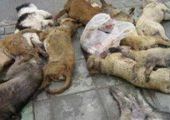 Игорь Пушкарёв: Никто не травит собак во Владивостоке