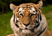 Убийцу амурского тигра будут судить в Приморье