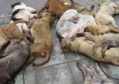 По факту массового убийства животных во Владивостоке возбуждено уголовное дело