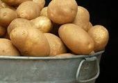 В Уссурийске появился зараженный картофель