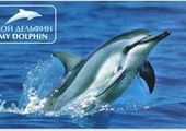 Дельфинов во Владивостоке становится все больше