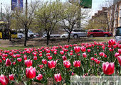 Во Владивостоке расцвели тюльпаны
