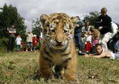 В Приморье открывается молодёжный тигриный саммит