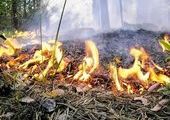 Кладбищенские работники подожгли лес
