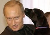 Владивостокские защитники животных обратились к Путину