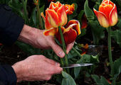 15 суток за 70 срезанных тюльпанов, такой срок может получить парень за букет для своей возлюбленной