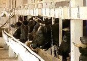 В Приморье после реконструкции открывается молочная ферма