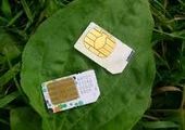Один из крупнейших сотовых операторов Приморья попросил абонентов заменить SIM-карты