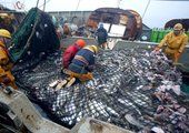 Рыбный порт Владивостока может прекратить свое существование